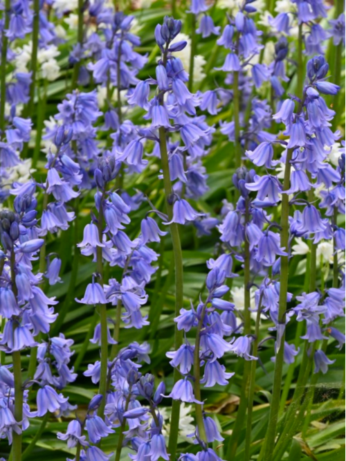 Гіацинтоїдес Hispanica Blue (5 шт. в упаковці)