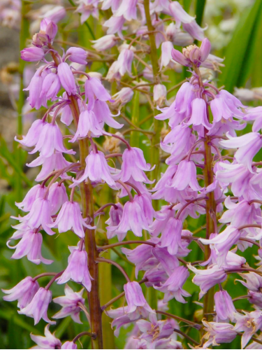Гіацинтоїдес Hispanica Pink (5 шт. в упаковці)