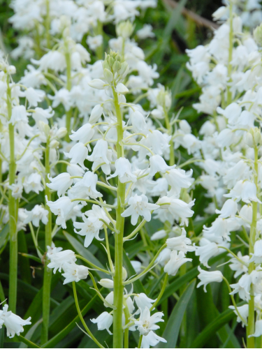 Гиацинтоидес Hispanica White (5 шт. в упаковке)