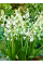 Гиацинтоидес Hispanica White (5 шт. в упаковке)