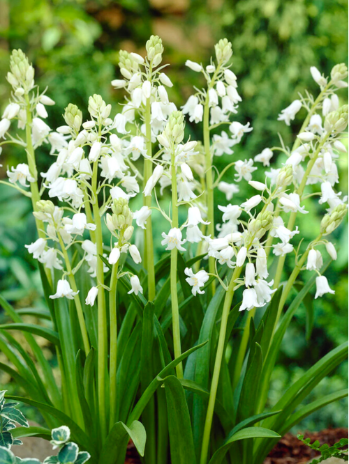 Гиацинтоидес Hispanica White (5 шт. в упаковке)