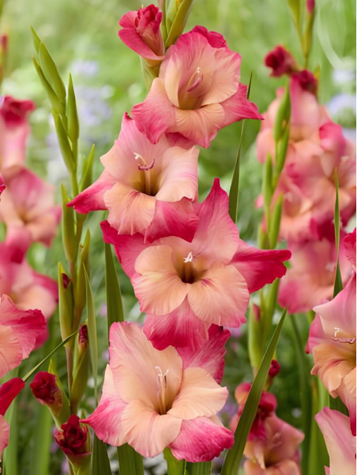 Гладіолус Apricot Beauty (3 шт в упаковці)