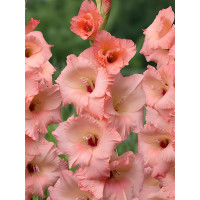 Гладиолус Georgia Peach (3 шт в упаковке)