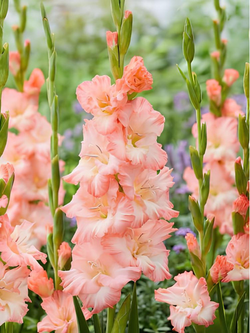 Гладиолус Georgia Peach (3 шт в упаковке)