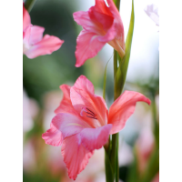 Гладіолус Charming Beauty (5 шт. в упаковці)