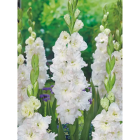 Гладіолус Ivory Perfection (Saint Dmitri Solynksi) (3 шт. в упаковці)
