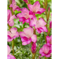Гладіолус Summer Jewel (5 шт. в упаковці)