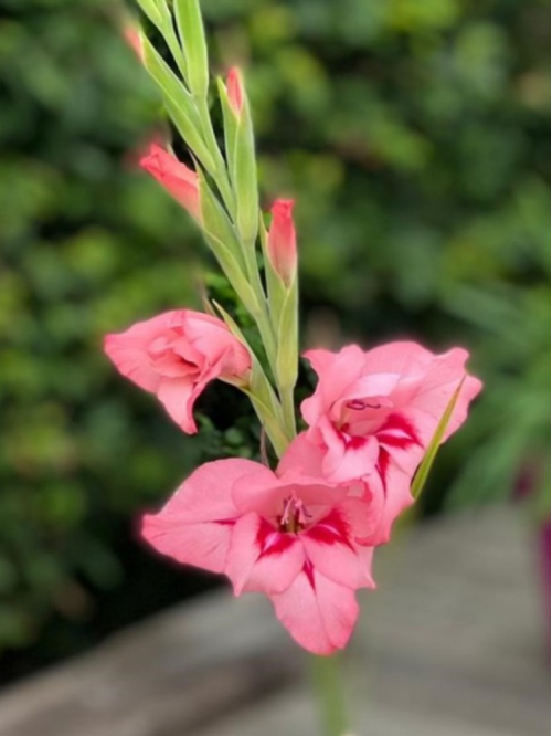 Гладіолус Summer Jewel (5 шт. в упаковці)