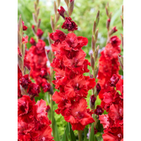 Гладіолус Velvet Raspberry (3 шт. в упаковці)