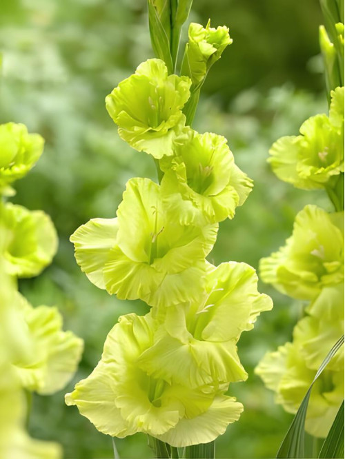 Гладиолус Green Star (3 шт в упаковке)