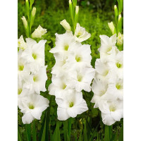 Гладиолус Ivory Priscilla (3 шт в упаковке)