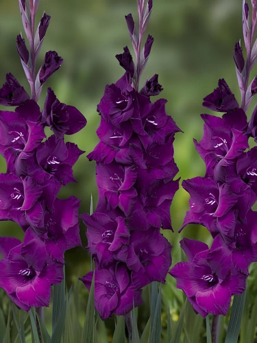 Гладіолус Purple Diamond (3 шт в упаковці)
