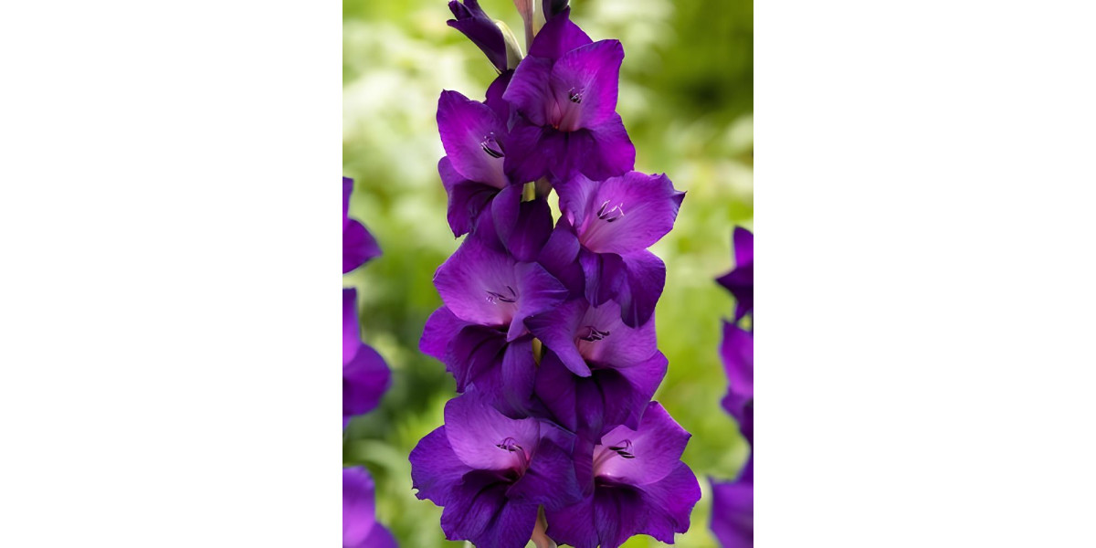 Гладіолус Purple Flora (3 шт в упаковці)