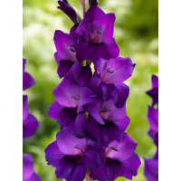 Гладиолус Purple Flora (3 шт в упаковке)