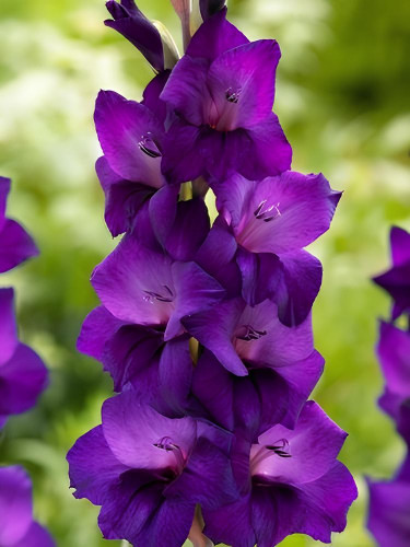 Гладиолус Purple Flora (3 шт в упаковке)