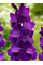 Гладиолус Purple Flora (3 шт в упаковке)