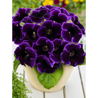 Глоксинія Violacea