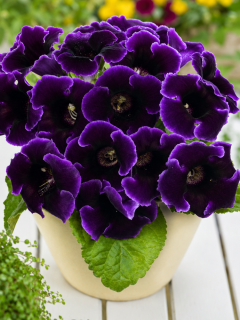 Глоксинія Violacea