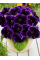 Глоксинія Violacea