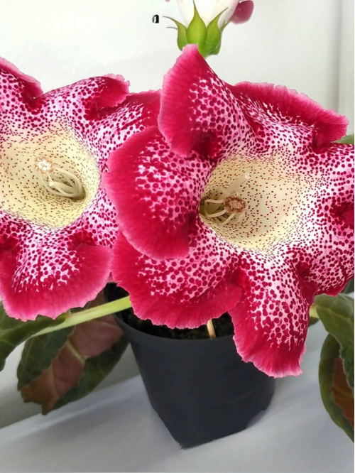 Глоксинія Tigrina Red