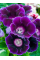 Глоксинія Violacea