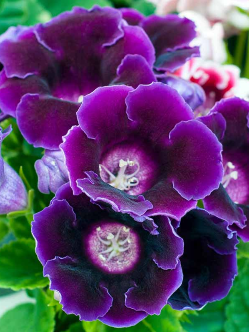 Глоксинія Violacea