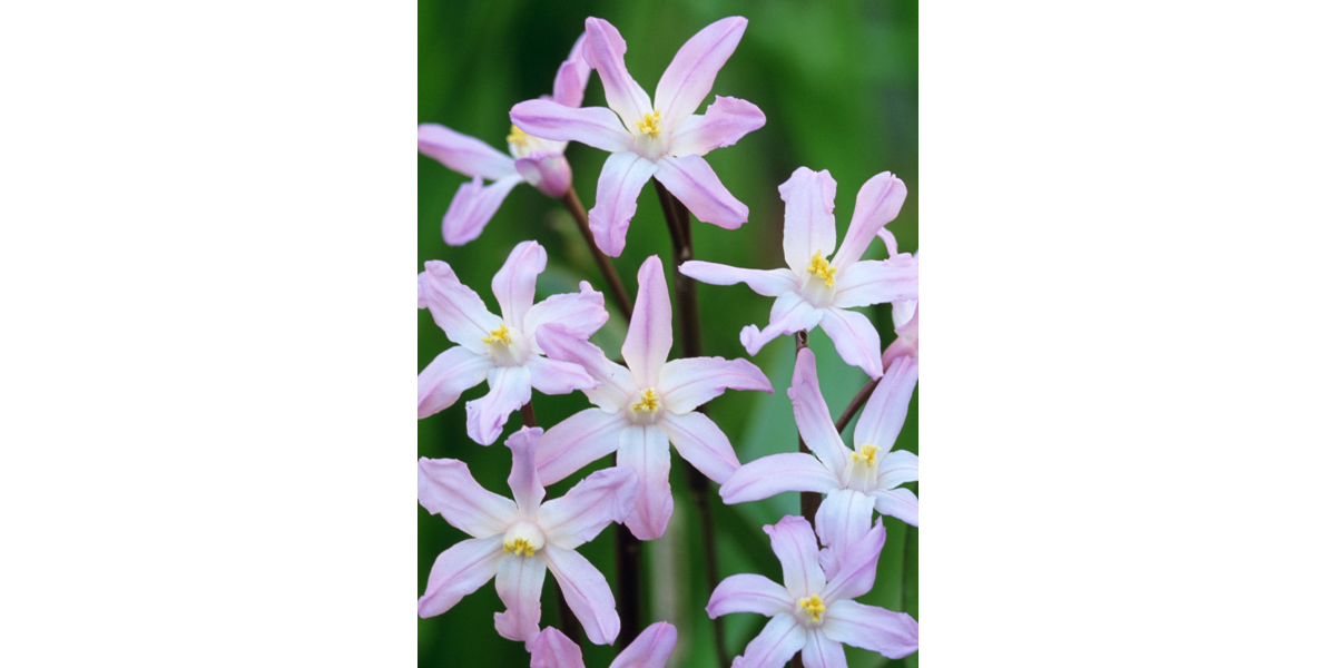 Хіонодокса Forbesii Rosea (5 шт. в упаковці)