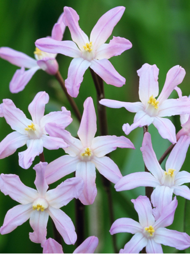 Хіонодокса Forbesii Rosea (5 шт. в упаковці)