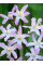 Хіонодокса Forbesii Rosea (5 шт. в упаковці)