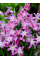Хіонодокса Forbesii Rosea (5 шт. в упаковці)