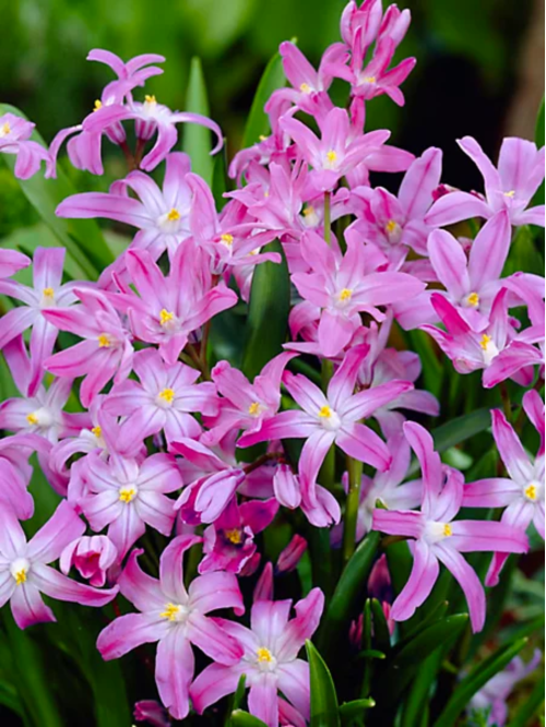Хіонодокса Forbesii Rosea (5 шт. в упаковці)