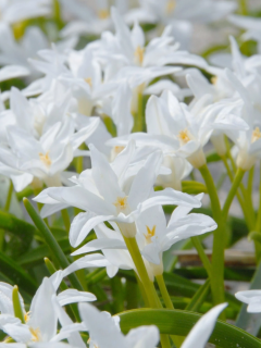Хіонодокса Luciliae Alba (5 шт. в упаковці)