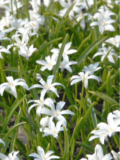 Хіонодокса Luciliae Alba (5 шт. в упаковці)