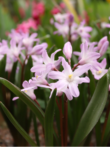 Хіонодокса Pink Giant (5 шт. в упаковці)