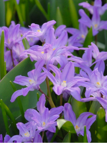 Хионодокса Violet Beauty (5 шт. в упаковке)