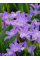 Хіонодокса Violet Beauty (5 шт. в упаковці)