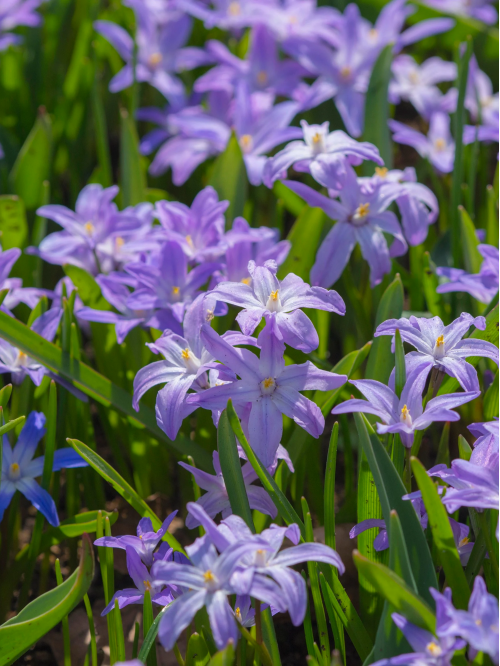 Хіонодокса Violet Beauty (5 шт. в упаковці)