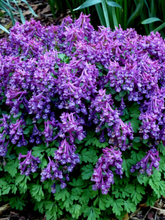 Ряст Purple Bird (3 шт. в упаковке)