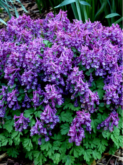 Ряст Purple Bird (3 шт. в упаковці)