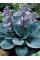 Хоста "Canadian Blue" (кореневище) 1 шт в упаковці