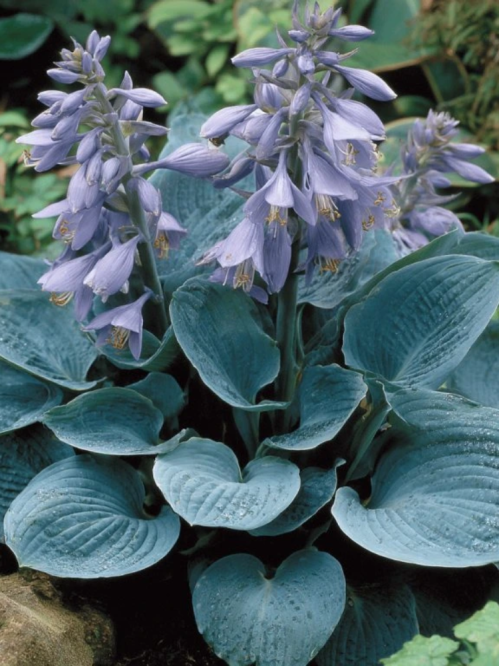 Хоста "Canadian Blue" (кореневище) 1 шт в упаковці