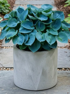 Хоста Blue Cadet