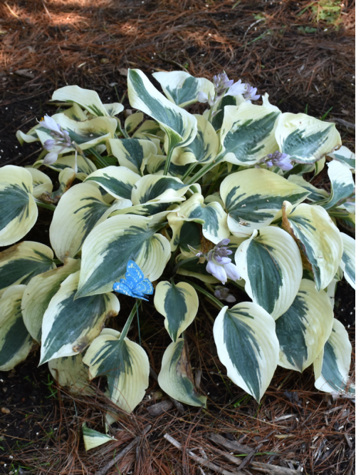 Хоста "Blue Ivory" (кореневище) 1 шт в упаковці