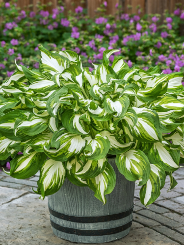 Хоста Kiwi Spearmint