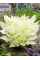 Хоста "White Feather" (кореневище) 1 шт в упаковці
