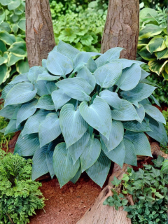 Хоста Canadian Blue (в горщику С1,5)
