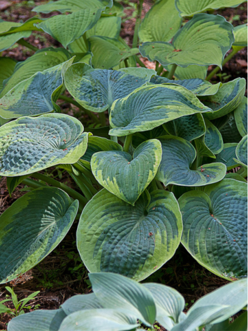 Хоста "Tokudama Flavocircinalis" (кореневище) 1 шт в упаковці