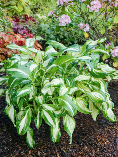 Хоста Undulata Mediovariegata