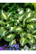 Хоста "Undulata Mediovariegata" (кореневище) 1 шт в упаковці