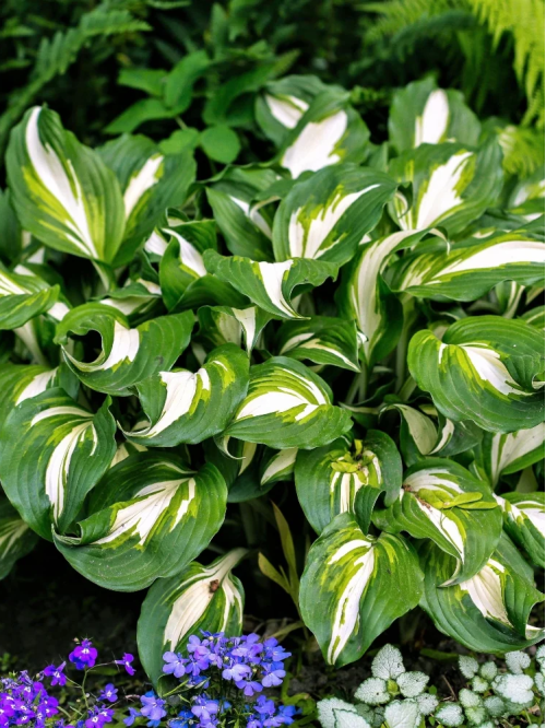 Хоста "Undulata Mediovariegata" (кореневище) 1 шт в упаковці